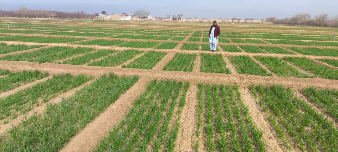 قطعات نمایشی از تجارب اصلاح غله‌جات، اگرو‌نومی، تولید تخم مادری و نباتات صنعتی و پلیدار در فارم دهدادی ولایت بلخ به روایت تصویر