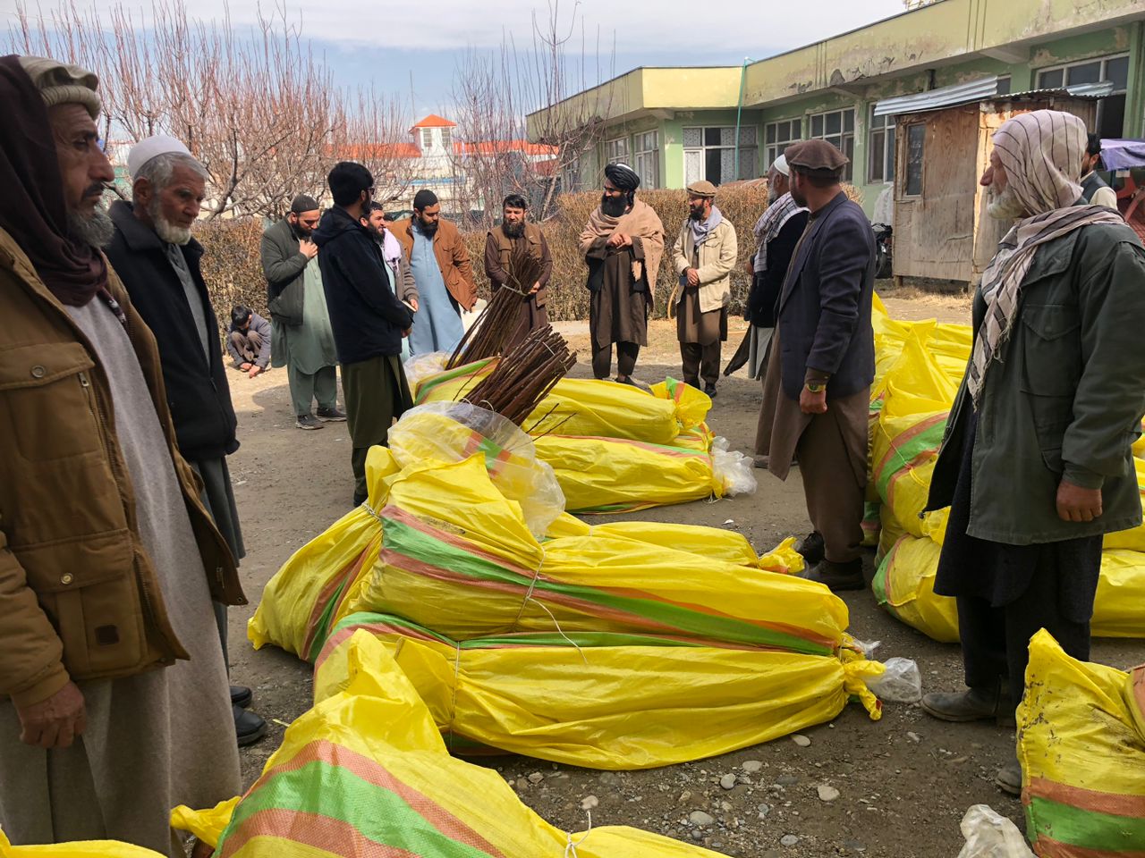 ایجاد ۱۴ باغ تجارتی گیلاس زودرس در ولایت کاپیسا