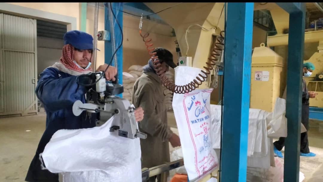 کندهار د چرګانو د دانې په تولید کې ځان‌بسیاینې ته ورسېد؛ هره ورځ ۵۵۰ ټنه معیاري دانه تولیدېږي