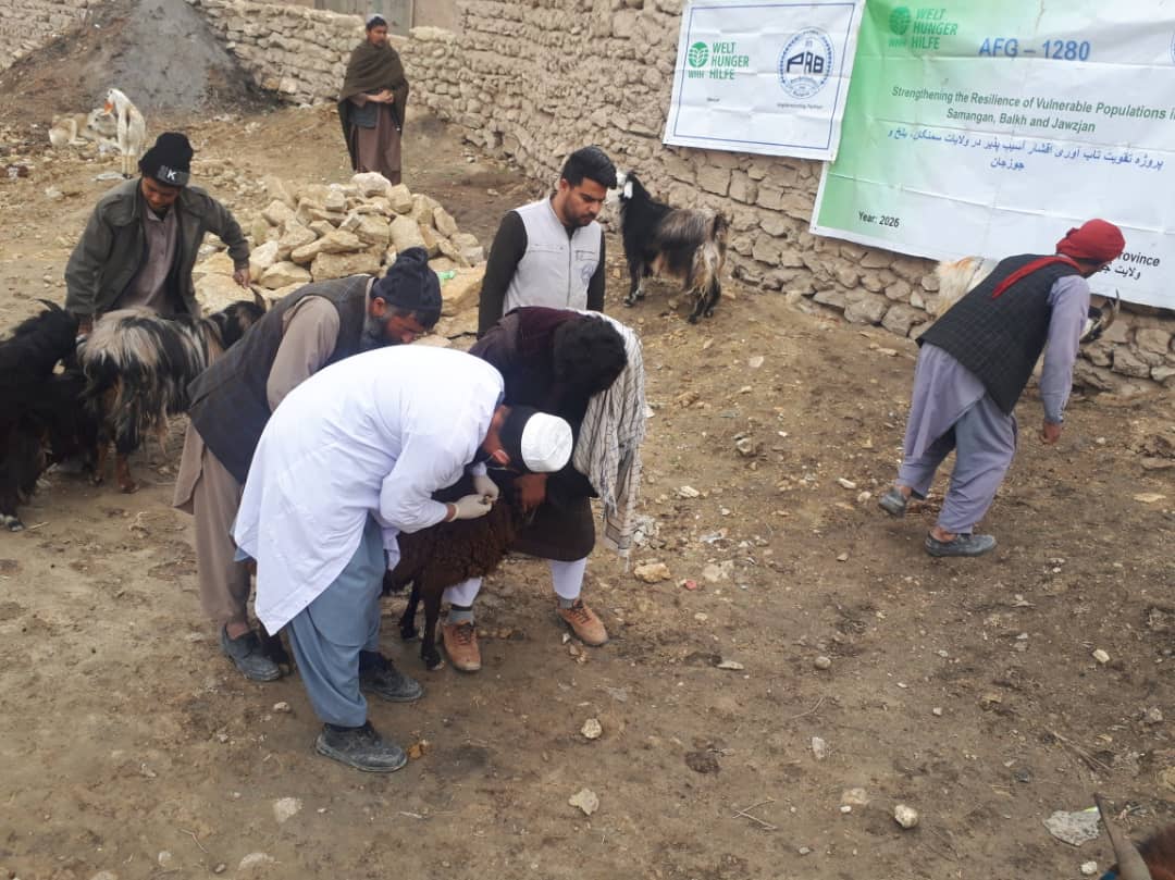 واکسیناسیون ۱ هزار ۲۷۸ راس مواشی و توزیع داروهای ضد انگل در ولسوالی درزاب جوزجان
