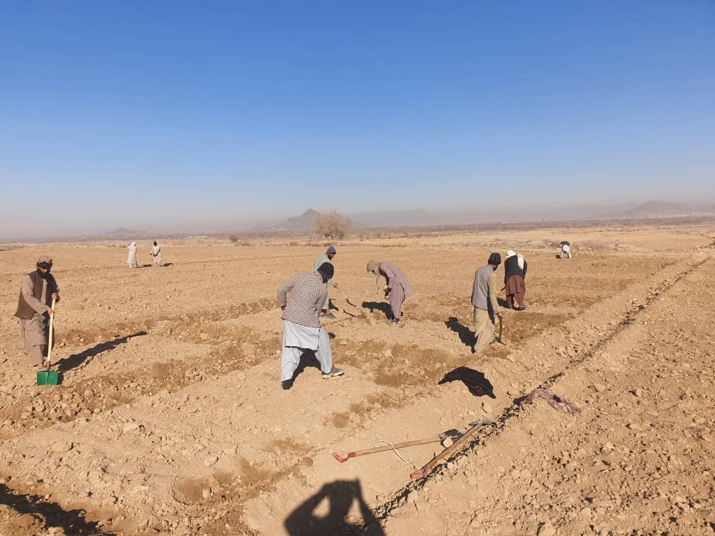 د کندهار نوروزي څېړنیز فارم کې د نیالګیو قوریه جوړه شوه