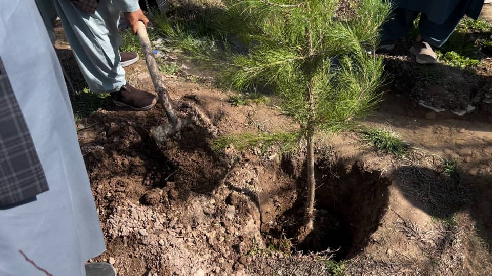 روزګان کې د «نیالګي کېنول صدقه جاريه ده» تر شعار لاندې د شنو سیمو د پراختیا پراخ کمپاین پیل شو