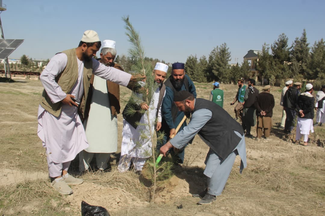 آغاز کمپاین نهال‌شانی در ولایت تخار