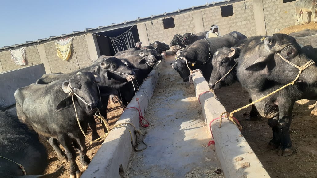 کندهار ته له پاکستان څخه د لسګونو قاچاقي غواوو د انتقال مخه ونیول شوه