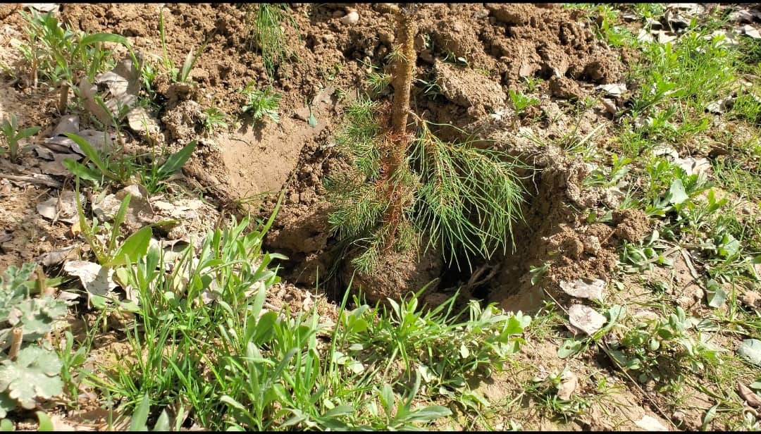د کندهار د کرنې، اوبو لګولو او مالدارۍ ریاست له لوري د ۱۴۰۵ لمریز کال لپاره د «نیالګي کېنول صدقه جاريه ده» تر شعار لاندې د نیالګیو کېنولو کمپاین په رسمي ډول پیل شو.
