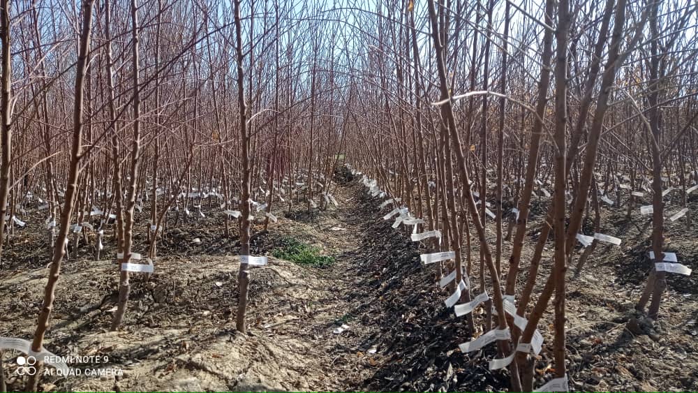 آغاز انتقال نهال‌های مثمر به ولایت دایکندی در آستانه سال جدید