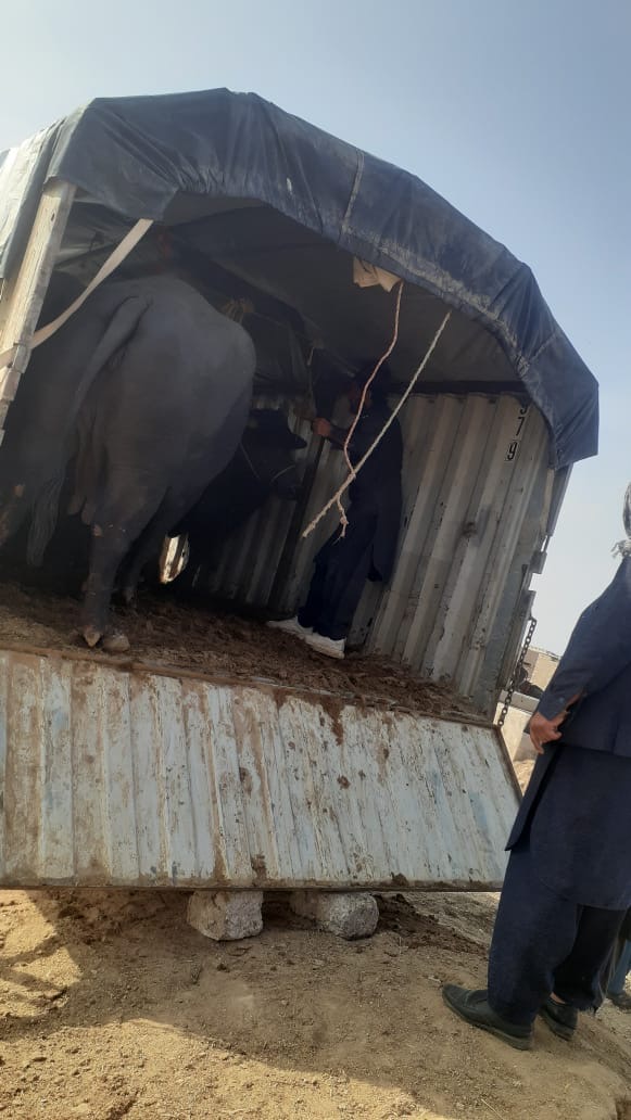 کندهار ته له پاکستان څخه د قاچاقي غواوو د انتقال مخه ونیول شوه