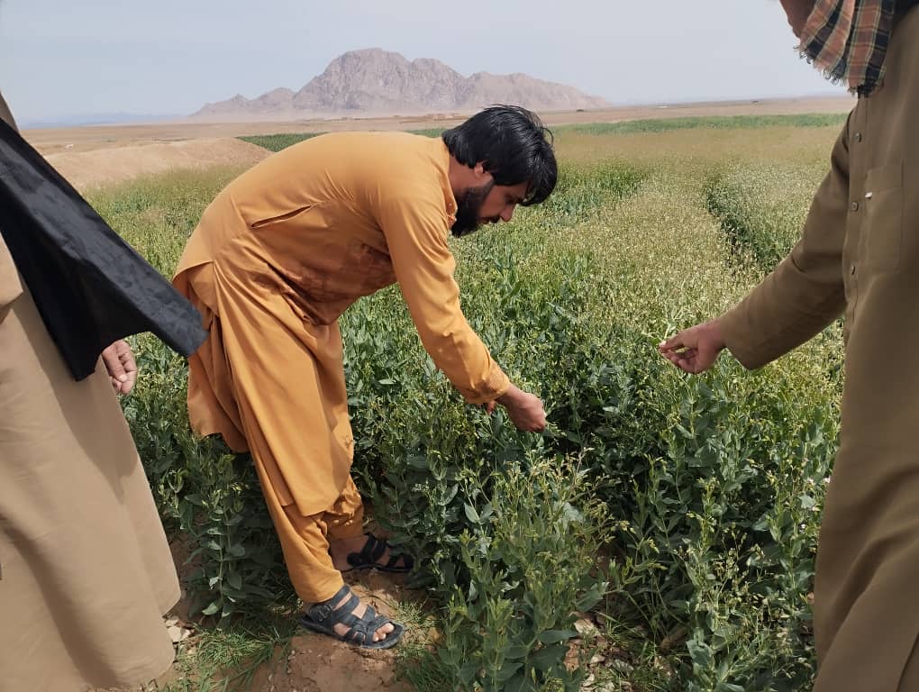 بازدید و نظارت از مزرعه چای سبز در ولسوالی دلارام