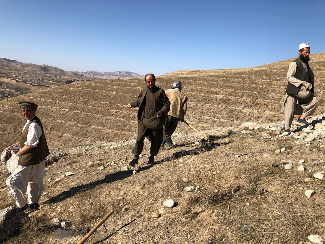 تخم‌پاشی علوفه‌جات در ساحات چراگاهی ولسوالی کلفگان ولایت تخار