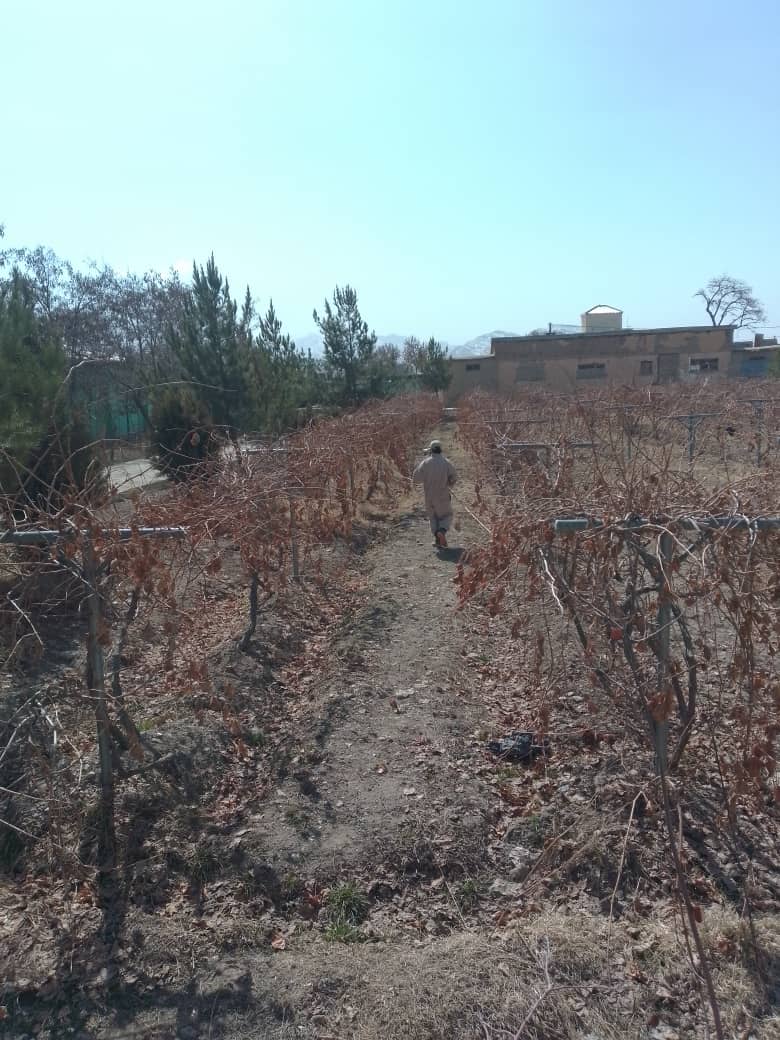 پکتیا کې د لایم سلفر وقایوي پروګرام پیل شو