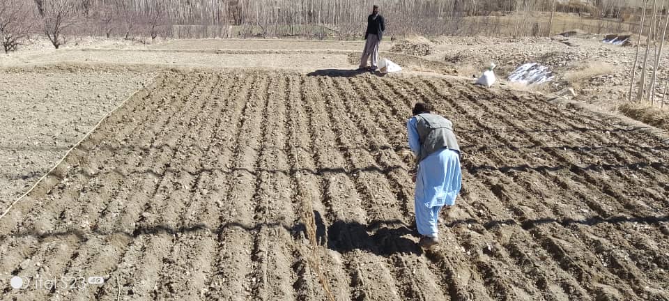 د میدان وردګو دایمیرداد کې د غنمو ننداریزې کروندې جوړېږي