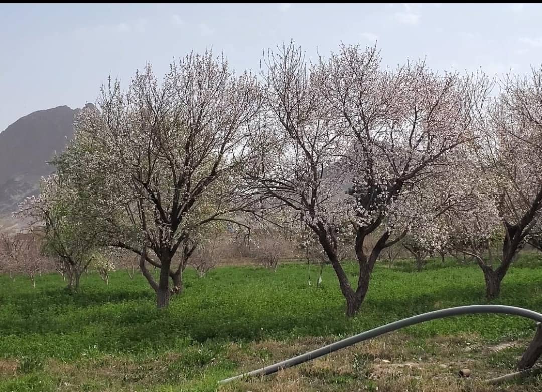 د کندهار کوهکران څېړنیز فارم کې د مېوو د شنه کېدو او ګل‌نیونې مرحله پیل شوه