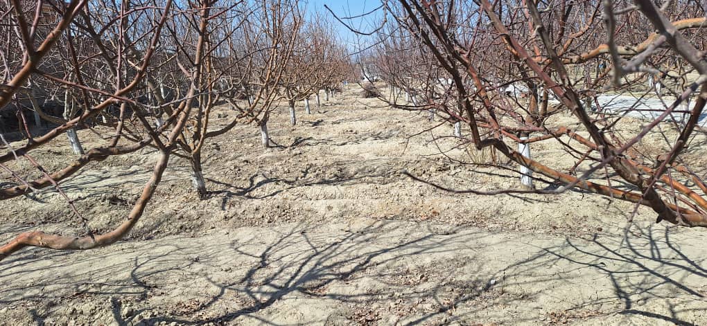 آغاز کمپاین ساخت و استعمال لایم سلفر در ولسوالی بگرامی