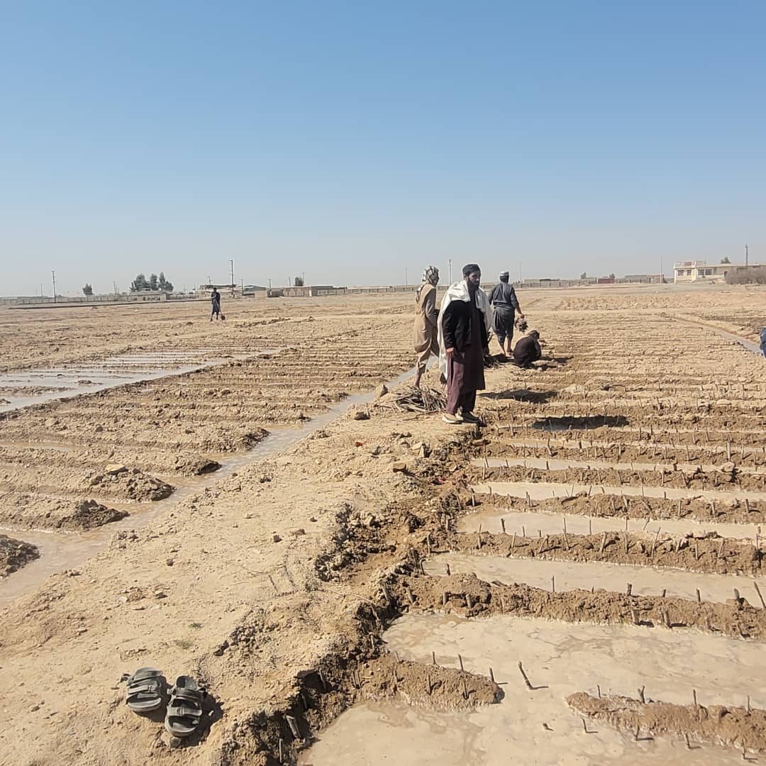 د کندهار ژړۍ ترویجي فارم کې د ځنګلي نیالګیو د قلمو اېښودلو چارې پیل شوې