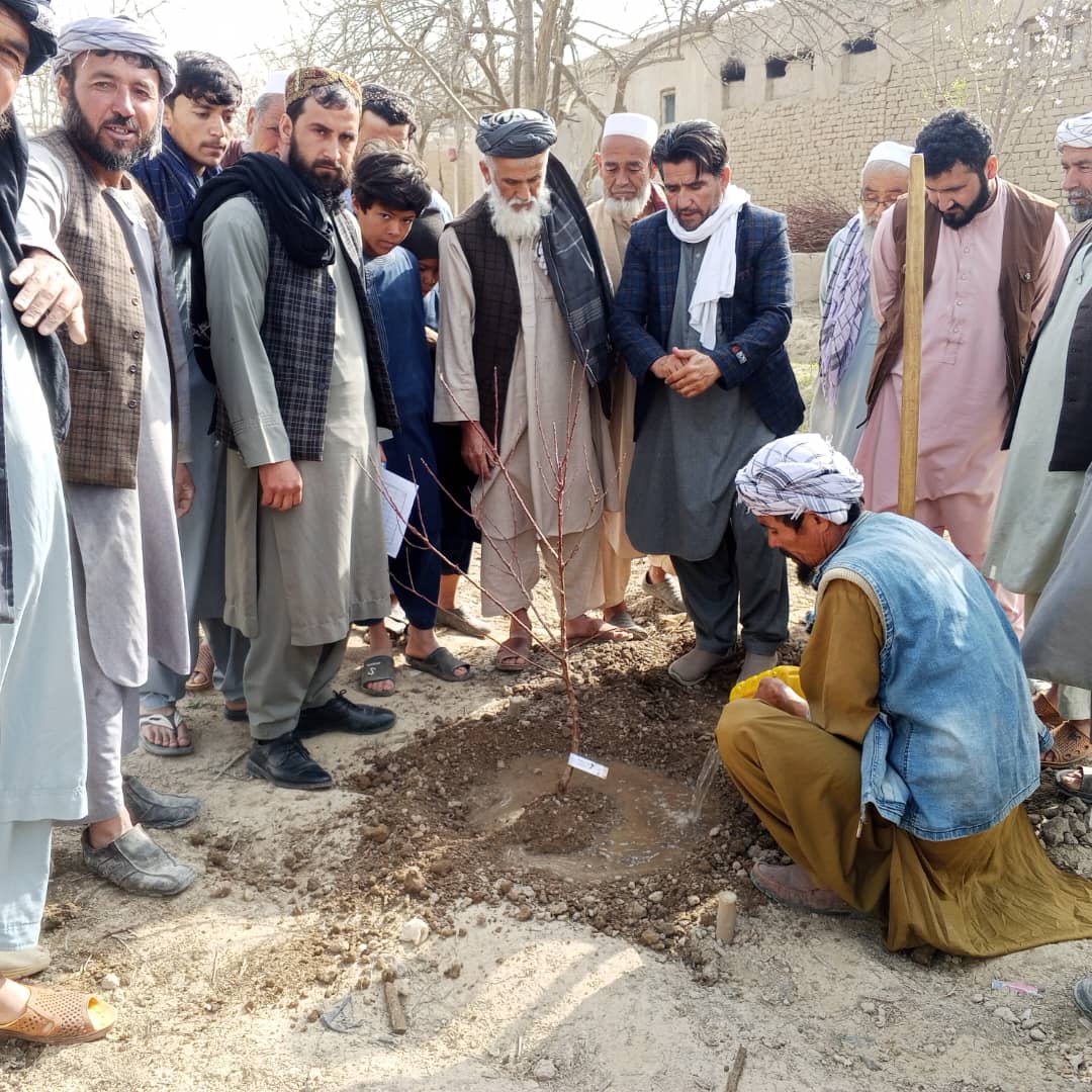 ایجاد باغ‌های میوه‌دار برای ۸۰ تن از دهقانان  در کندز