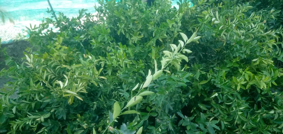 د ننګرهار روداتو کې د چینایي لیمو نوي بڼونه جوړول؛ د بدیل معیشت پروګرام عملي ګام