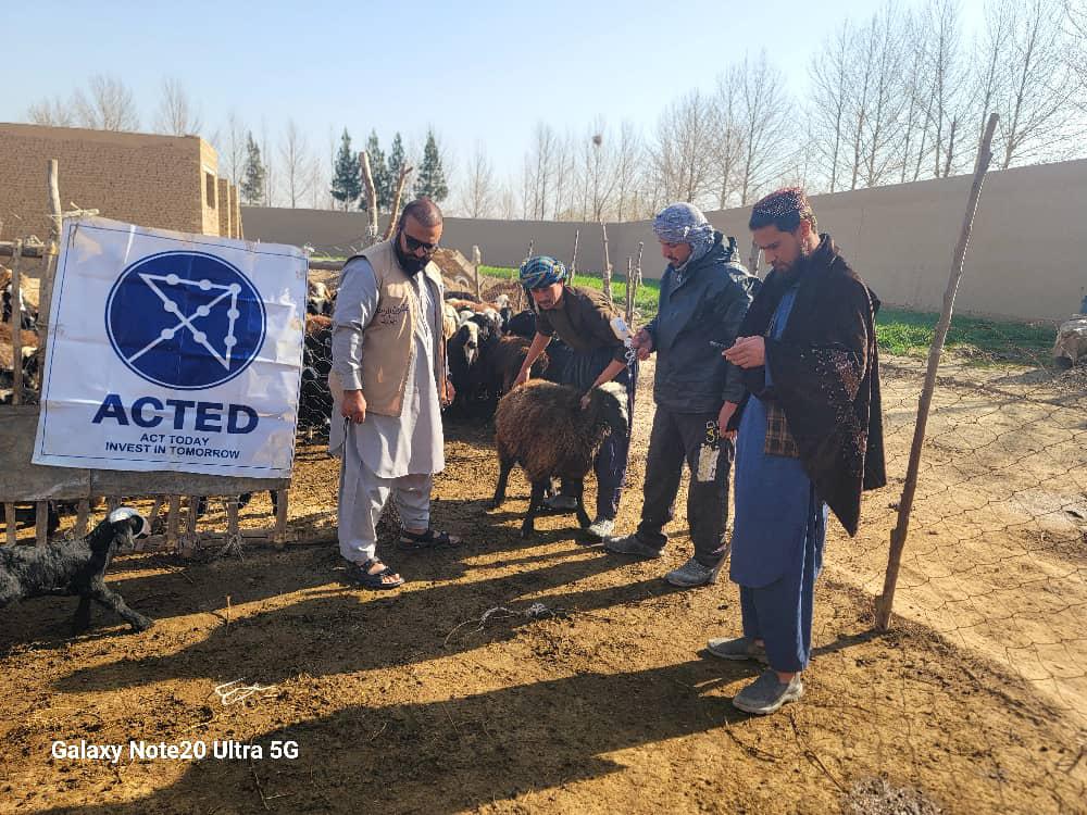 تطبیق برنامه واکسیناسیون مواشی در ولسوالی بلخ