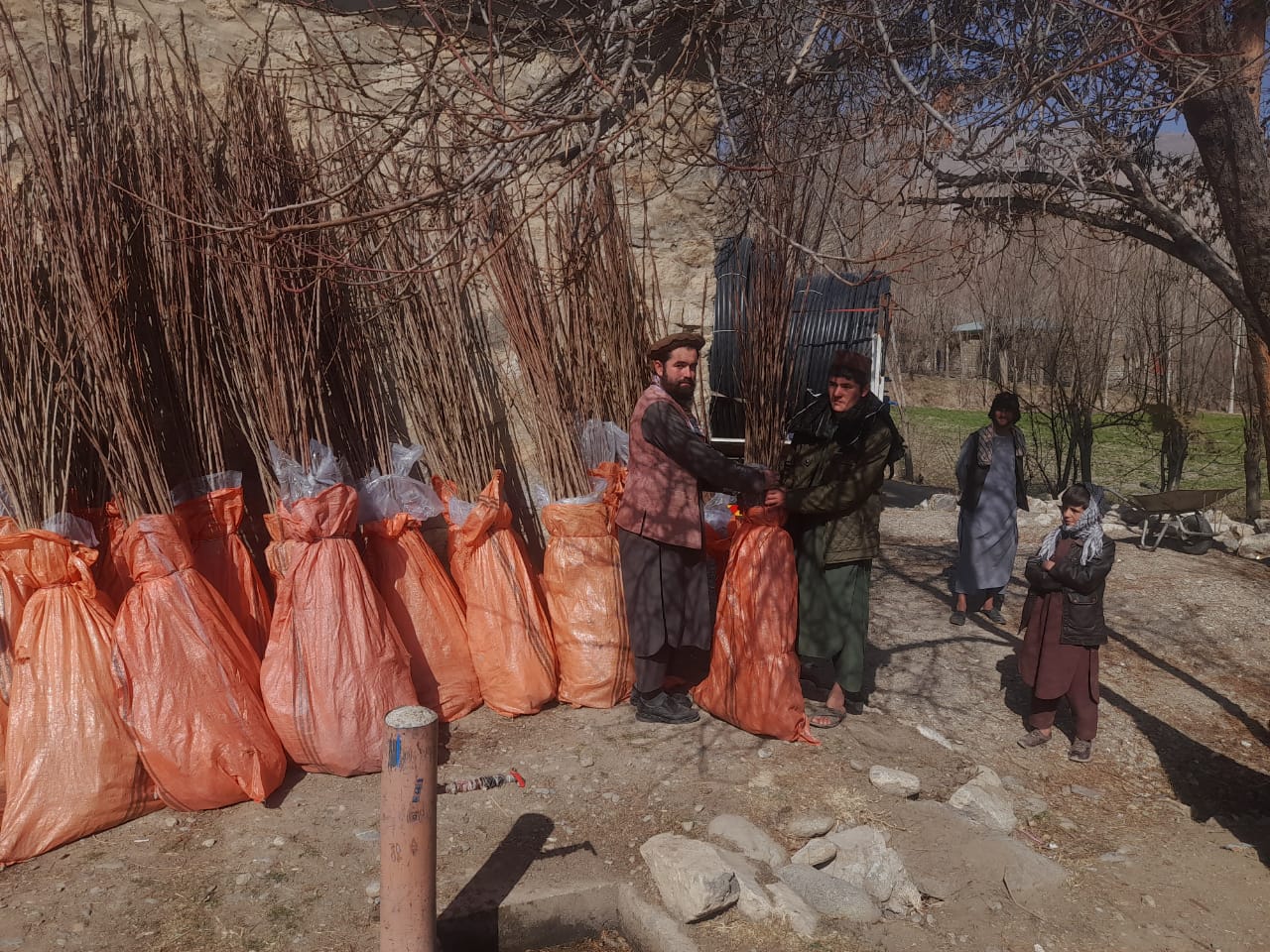 توزیع نهال‌های گیلاس و ایجاد باغ‌های مجهز با سیستم آبیاری قطره‌ای در بدخشان