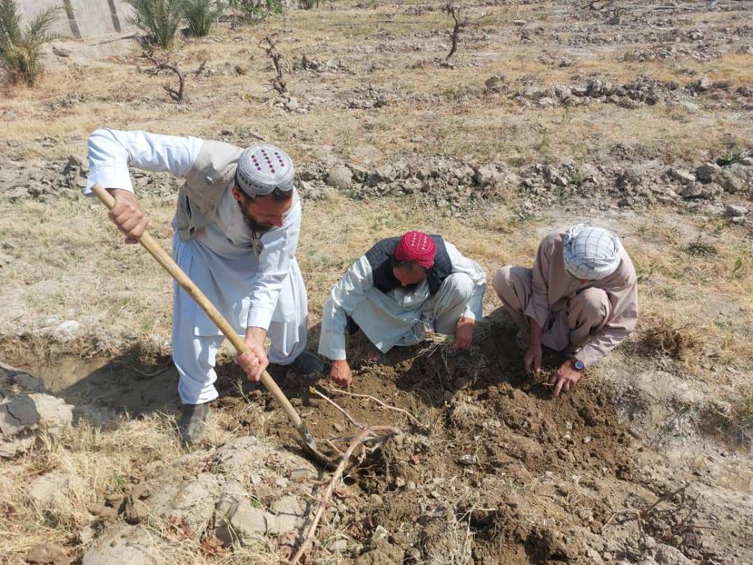 آموزش طریقه درست نهال‌شانی برای باغداران ولایت نیمروز 