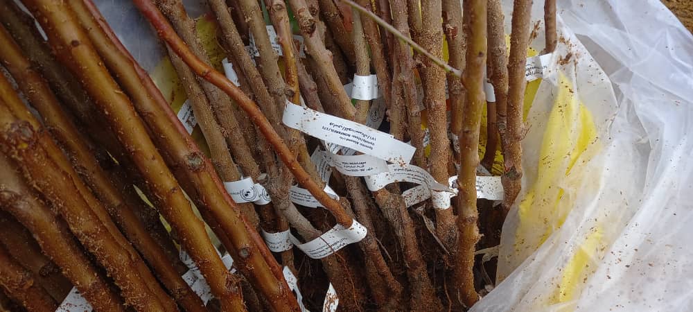 توزیع و غرس نهال‌های مثمر در ولسوالی‌های میرامور و اشترلی ولایت دایکندی