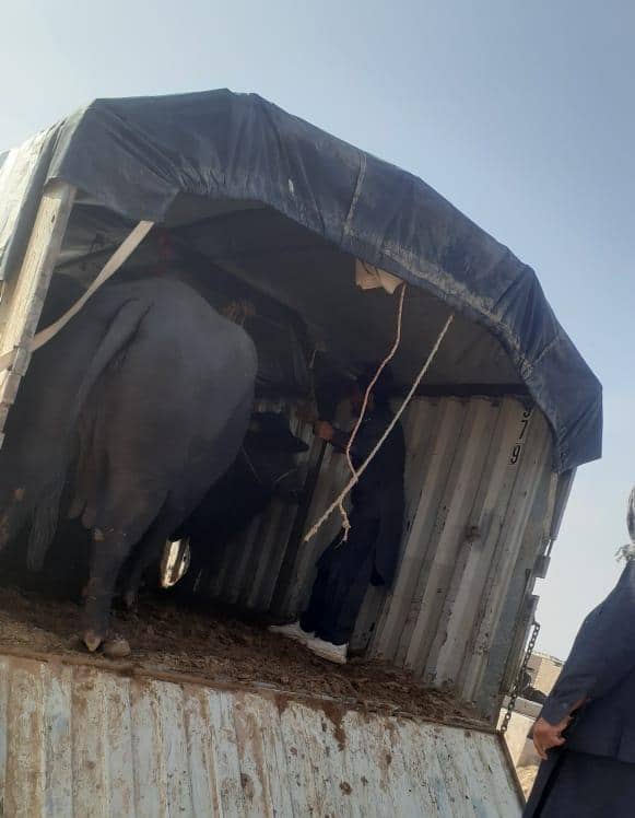 د پاکستان قاچاقي څارویو په وړاندې د بریالي هڅو په دوام؛ دا ځل د ۲۵ مېښو د قاچاق مخه نیول شوې