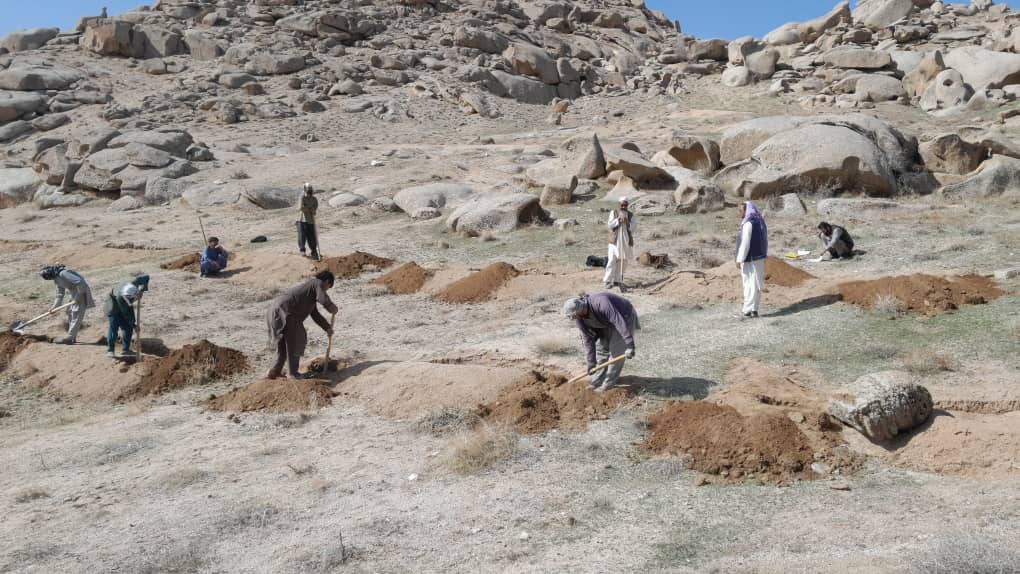 غرس هزاران نهال مثمر و غیرمثمر در مرکز ولایت دایکندی