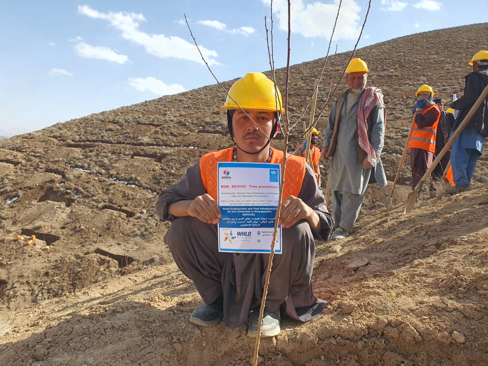 غرس ۵ هزار اصله نهال در ساحات واترشید مرکز دایکندی