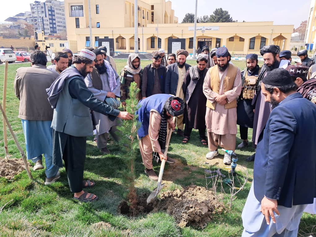آغاز کمپاین ملی بهاری نهال شانی در ولایت کابل