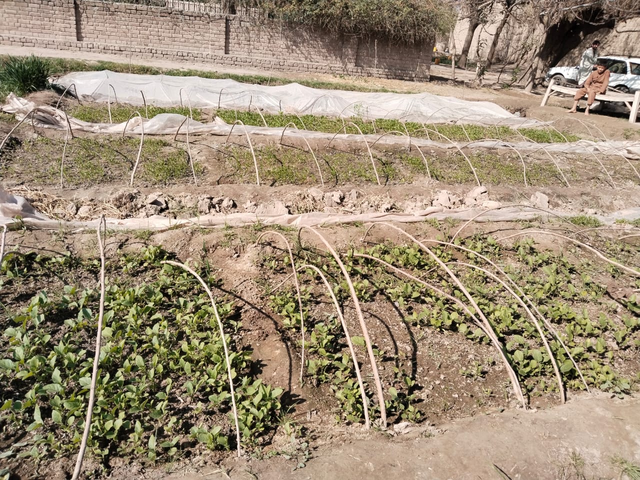 ننګرهار کې د غیر موسمې سبو تولید په موخه ١٣٦ شنې خونې جوړېږي