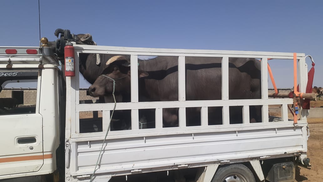 د پاکستان قاچاقي څارویو په وړاندې د بریالي هڅو په دوام؛ دا ځل د یوشمېر مېښو د قاچاق مخه نیول شوې