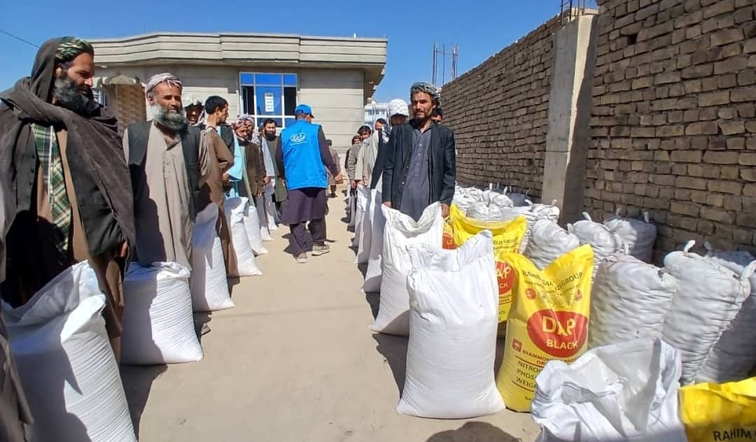 توزیع تخم کچالو و کود برای ۳۰ تن از دهاقین در مرکز ایبک