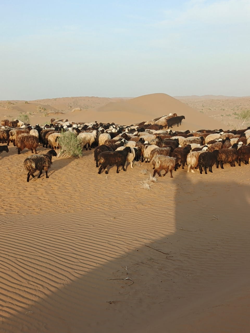 د کندهار دوو ولسوالیو کې د نږدې ۴۰۰ لویو او کوچنیو څارویو د قاچاق مخه ونیول شوه