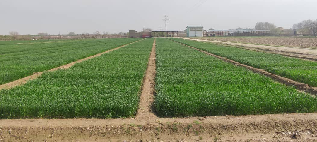 تصاویر از ساحات تجارب زراعتی، تولید تخم مادری و باغ نمایشی در فارم تحقیقات زراعتی ولسوالی دهدادی ولایت بلخ که برای بهبود کیفیت تولیدات زراعتی و معرفی ارقام اصلاح‌شده نباتات مورد استفاده قرار می‌گیرد.