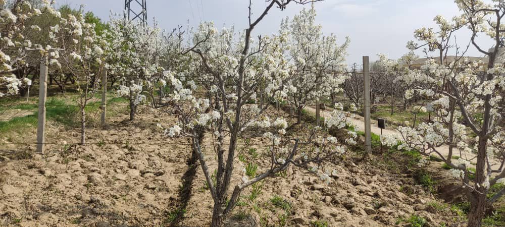 تصاویر از ساحات تجارب زراعتی، تولید تخم مادری و باغ نمایشی در فارم تحقیقات زراعتی ولسوالی دهدادی ولایت بلخ که برای بهبود کیفیت تولیدات زراعتی و معرفی ارقام اصلاح‌شده نباتات مورد استفاده قرار می‌گیرد.