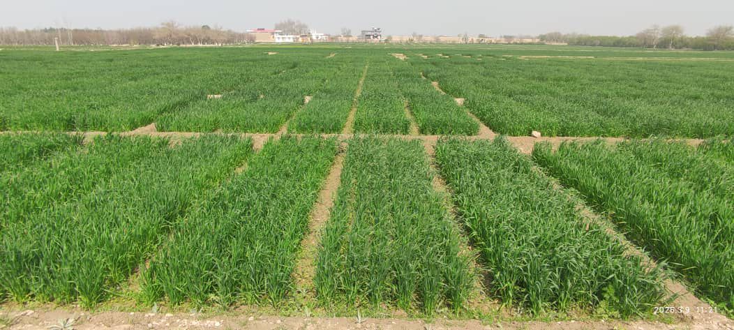 تصاویر از ساحات تجارب زراعتی، تولید تخم مادری و باغ نمایشی در فارم تحقیقات زراعتی ولسوالی دهدادی ولایت بلخ که برای بهبود کیفیت تولیدات زراعتی و معرفی ارقام اصلاح‌شده نباتات مورد استفاده قرار می‌گیرد.