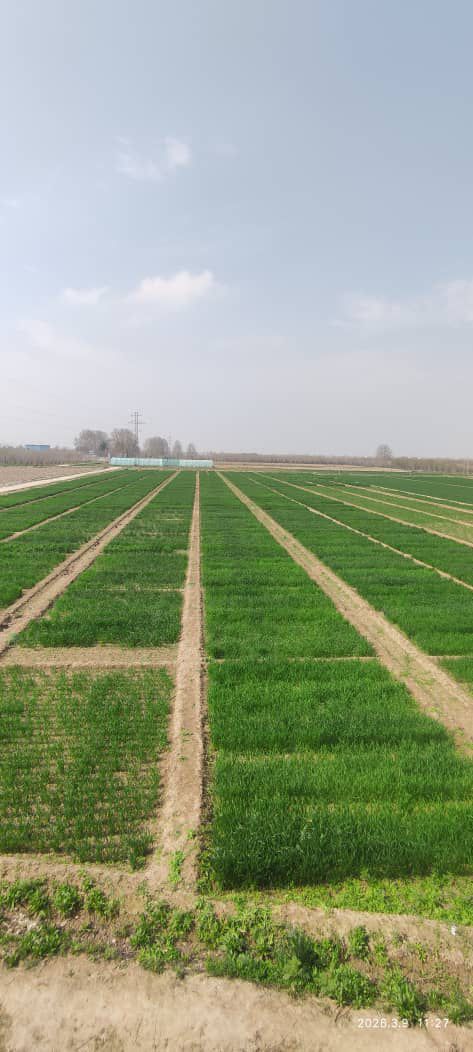 تصاویر از ساحات تجارب زراعتی، تولید تخم مادری و باغ نمایشی در فارم تحقیقات زراعتی ولسوالی دهدادی ولایت بلخ که برای بهبود کیفیت تولیدات زراعتی و معرفی ارقام اصلاح‌شده نباتات مورد استفاده قرار می‌گیرد.