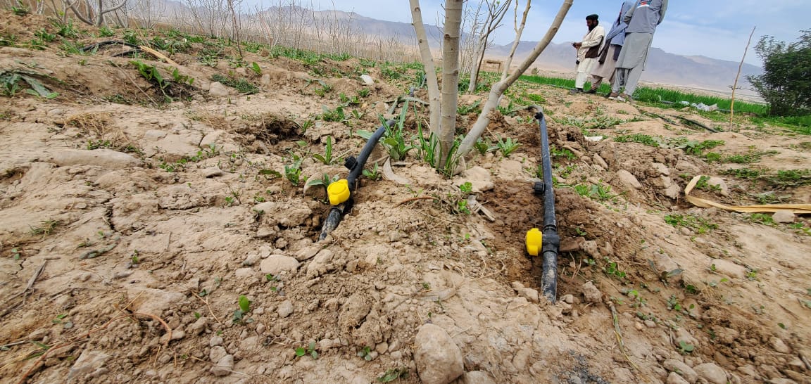 روزګان کې د اوبو سپما او د بڼونو د حاصلاتو د زیاتوالي پهپار ۲۵۰ کروندګرو ته د څاڅکو عصري خړوبولو سیسټم فعال شو