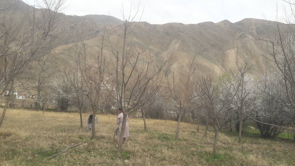 آموزش نظری و عملی شاخه‌بری در باغات فیض‌آباد