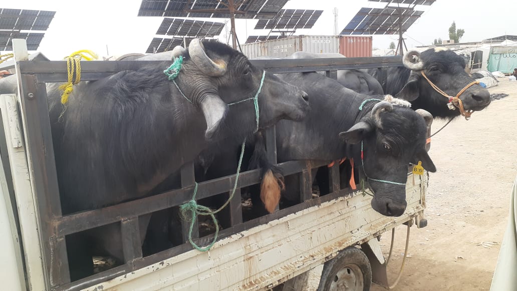 د قاچاقي څارویو پر وړاندې هلې ځلې، دا ځل د ۴۳ سره مېښو د قاچاق مخه ونیول شوه