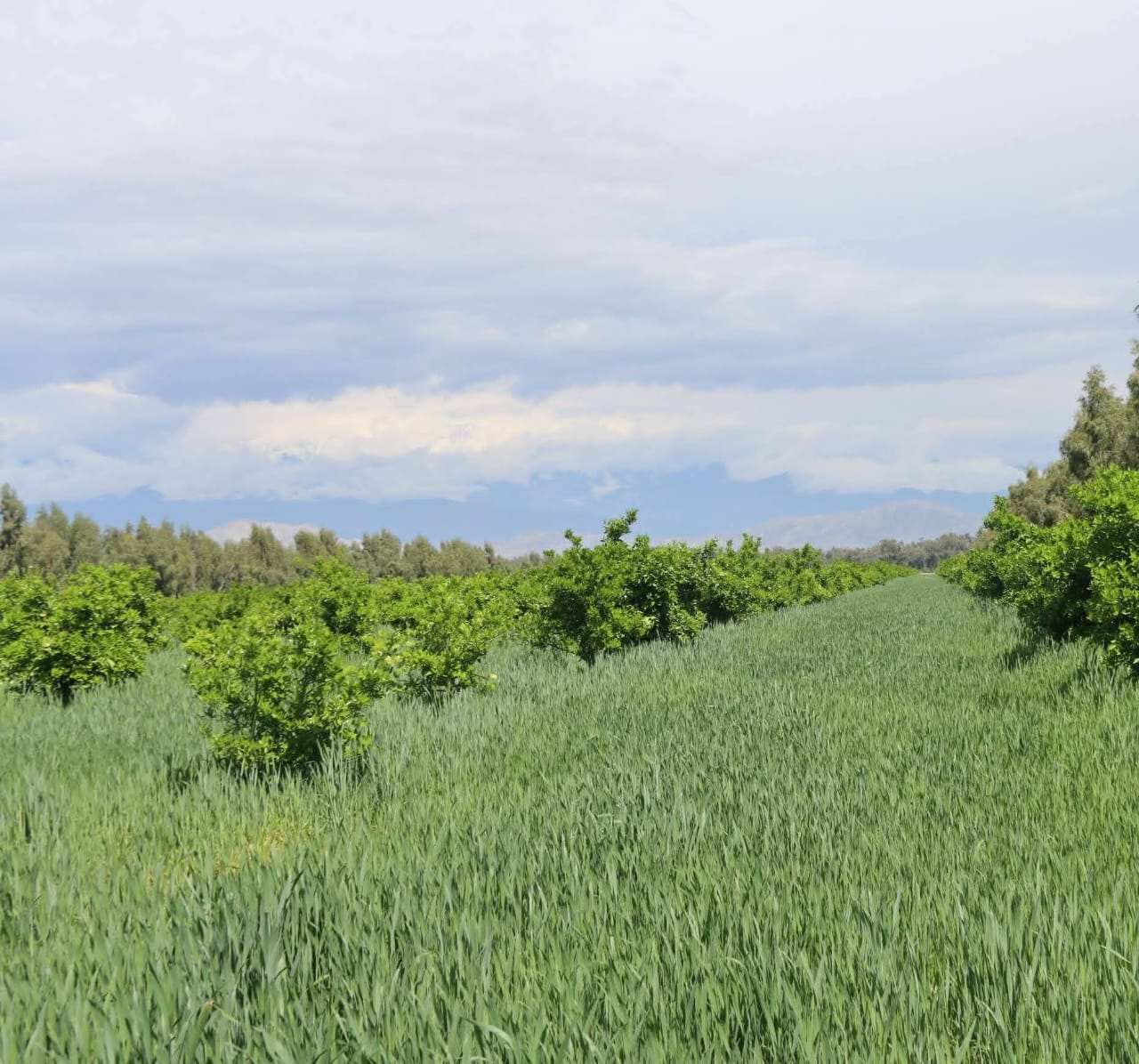 د ننګرهار وادي کرنیز امارتي شرکت په فارمونو کې د غنمو پراخ کښت؛ ولاړ کښت په ښه حالت کې دی