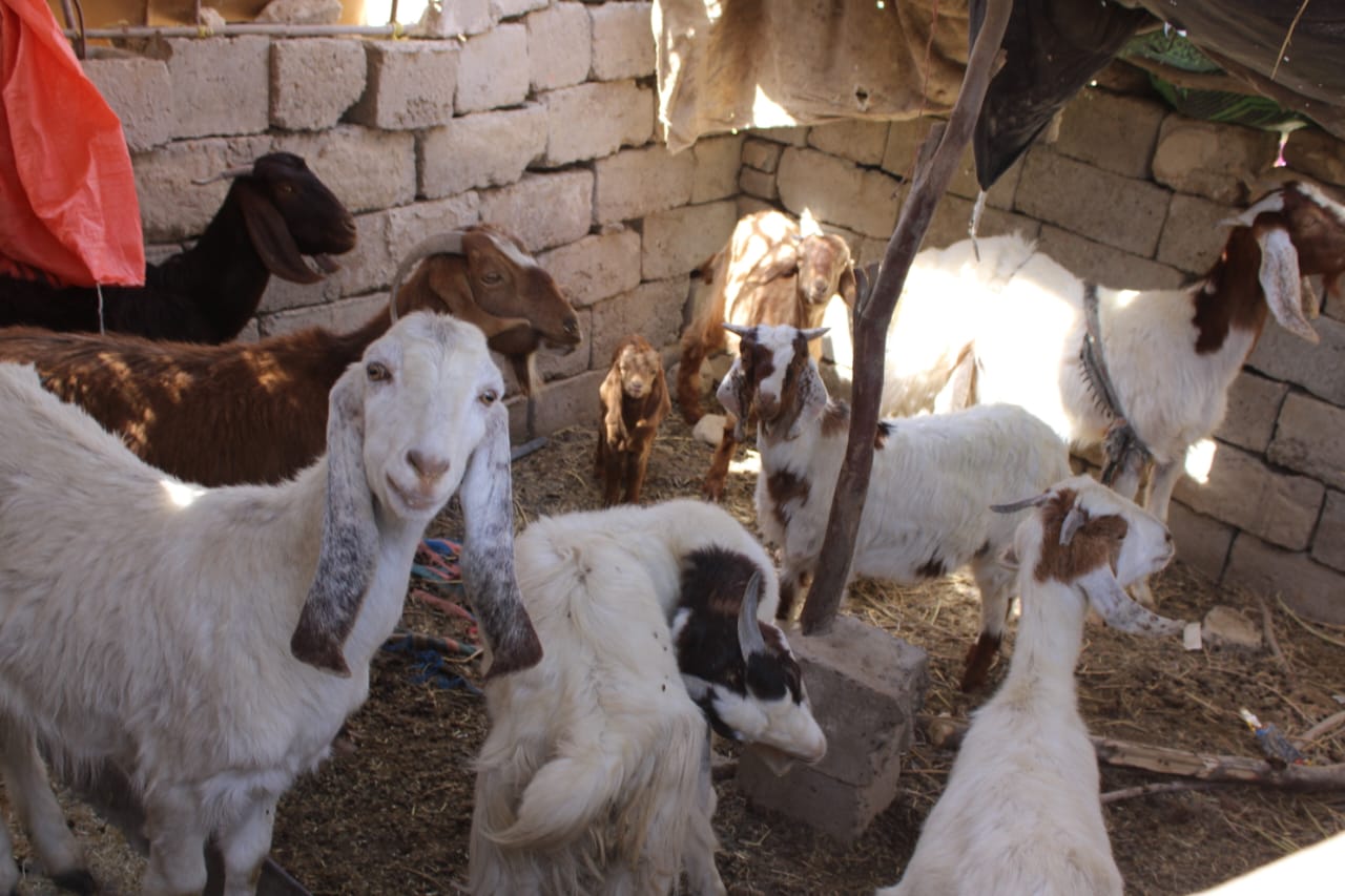 سروی پروسس لبنیات در مرکز ولایت نیمروز 