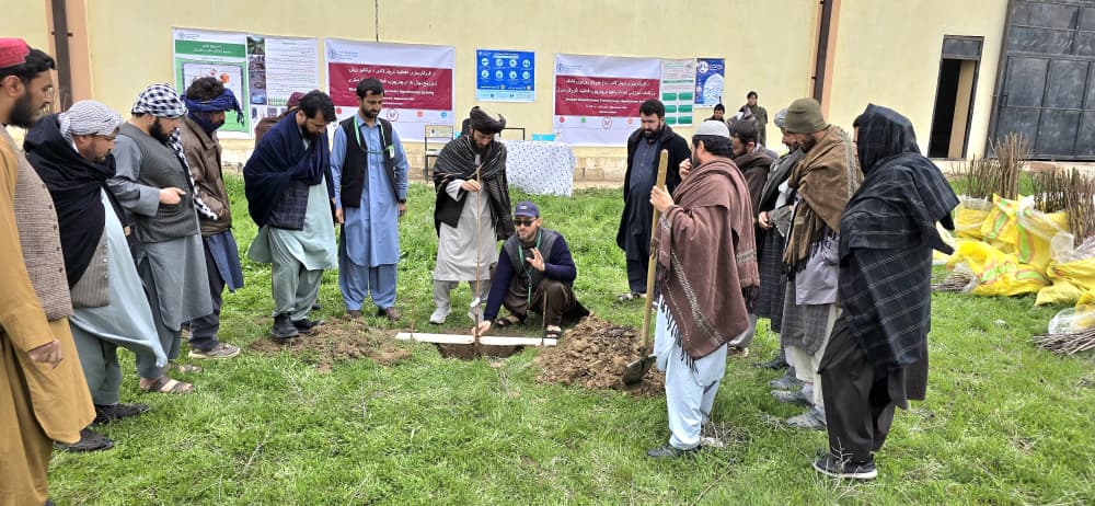 توزیع نهال‌های مثمر در سرپل