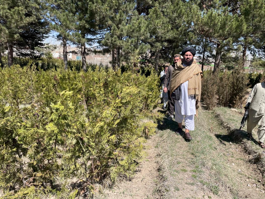 نظارت از فارم‌های تولید نهال در کابل