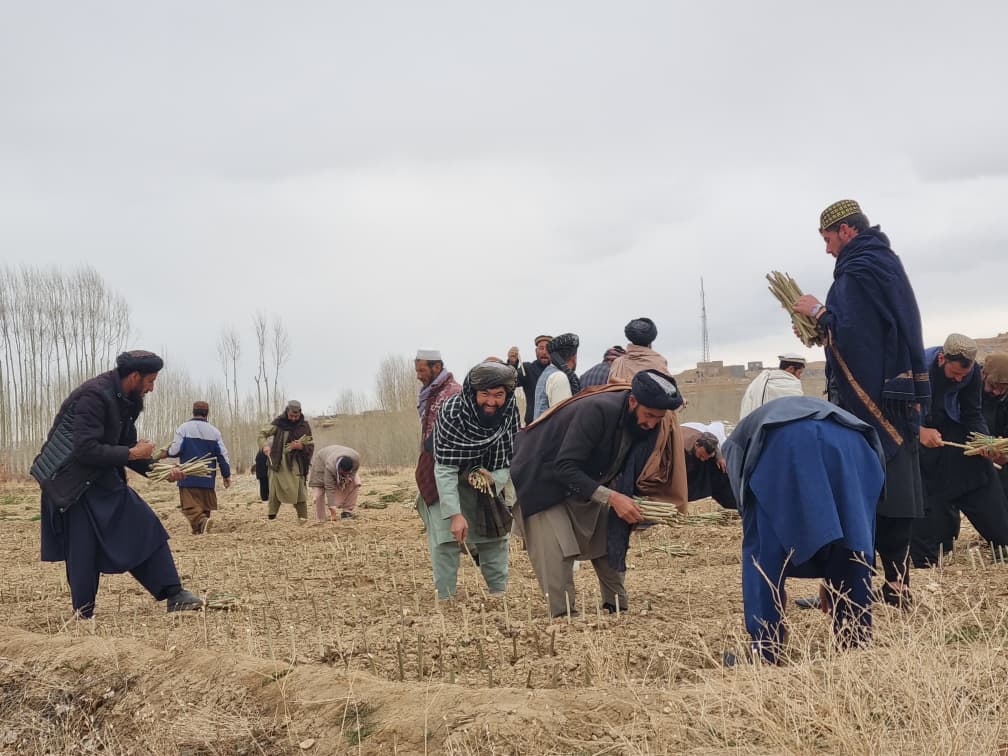 غرس بیش از ۸۰۰۰ قلمه چنار در ریاست زراعت غور