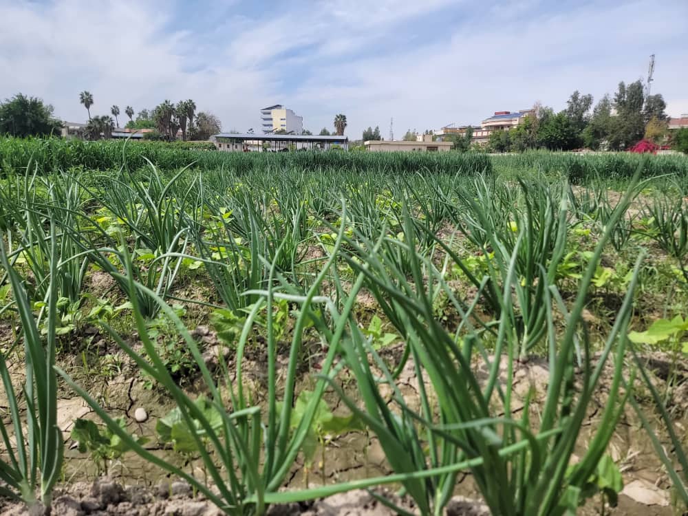 د ننګرهار دکرنې ریاست؛ څېړنیزو فارمونو کې پر بېلابېلو بوټو څېړنې روانې دي