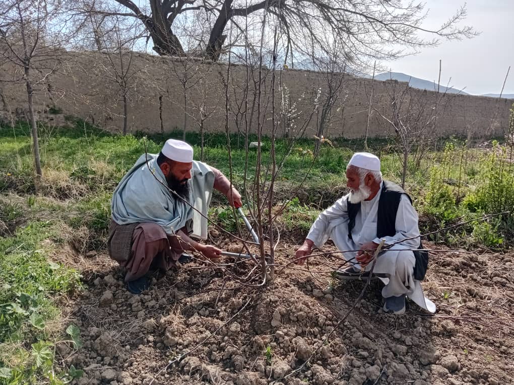 رهنمایی باغداران برای جلوگیری از امراض نباتی در ولسوالی کلکان کابل
