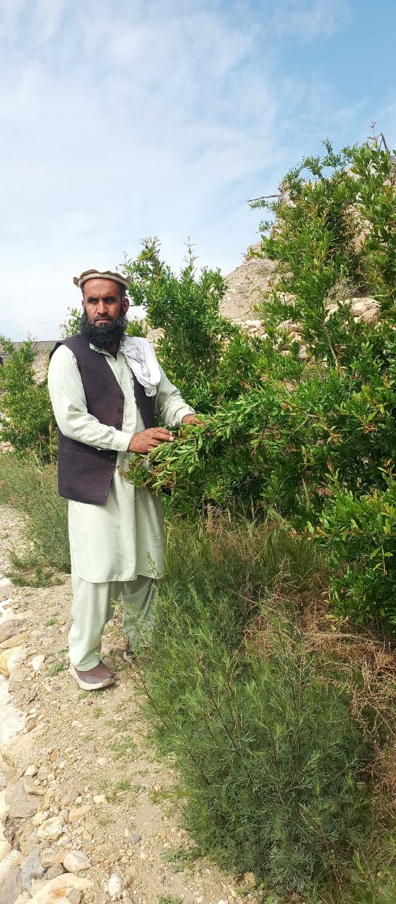 د کابل ولایت سروبي ولسوالی په مهمندي سیمه کې مصنوعي ځنګل او د انارو بڼ جوړ شوي