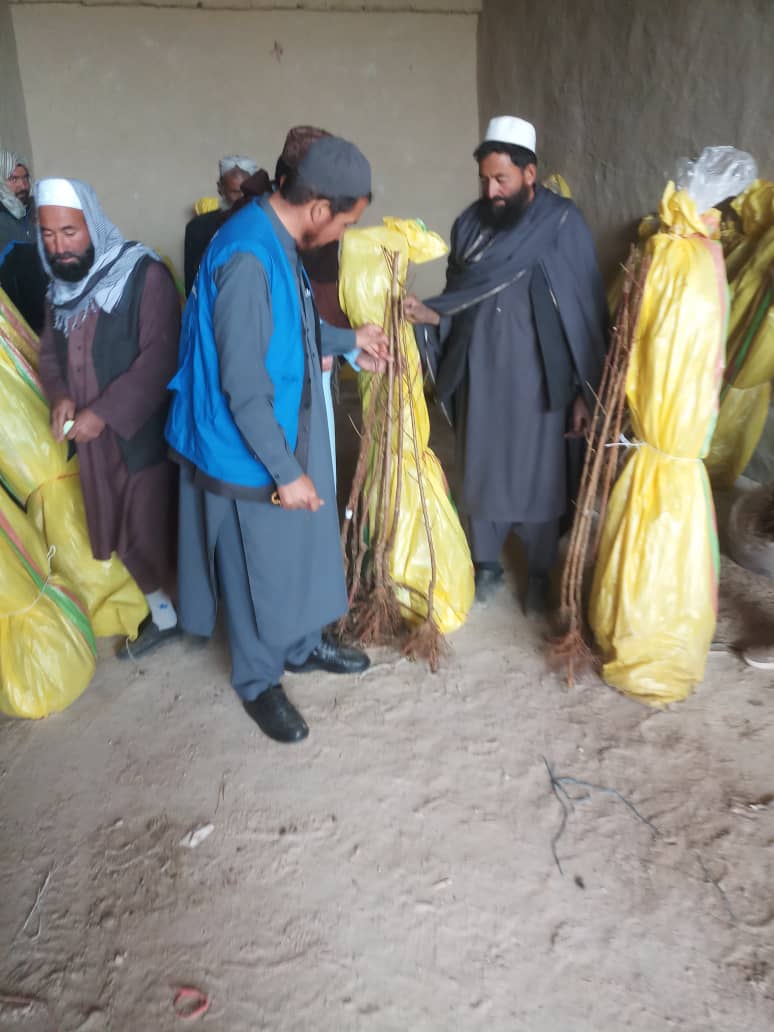 د میدان وردګو جغتو کې د شفتالو او ګیلاسو بڼونو جوړولو په پار نیالګي ووېشل شول