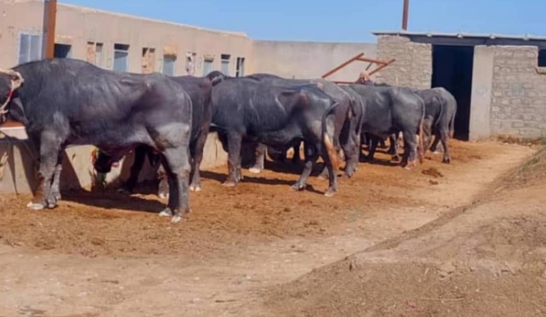 د پاکستان قاچاقي څارویو په وړاندې د بریالي هڅو په دوام؛ دا ځل د ۷۳ مېښو د قاچاق مخه نیول شوې