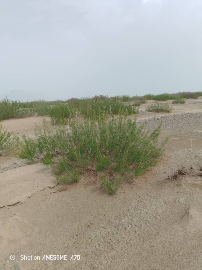 د کندهار پنجوايي کې د ځنګلي بوټو ناقانونه لېږد په پار څارنه وشوه